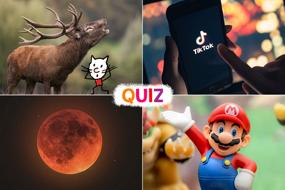Image composée de 4 visuels. En haut à gauche un cerf en photo. En haut à droite une téléphone portable avec le logo de TikTok. En bas à gauche, une photo de la lune rousse. En bas à droite une image de Mario.