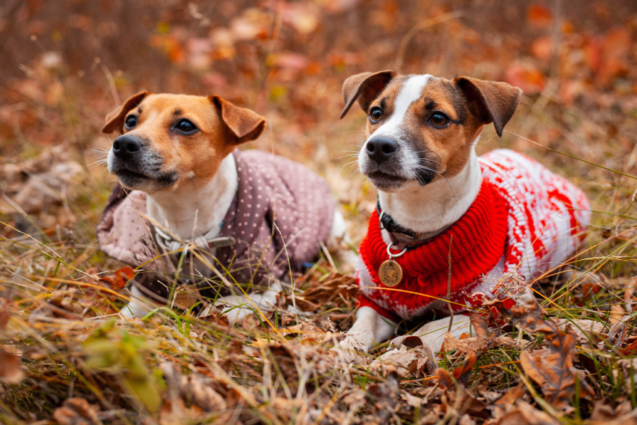 Deux chiens portant des gilets sont allongés.