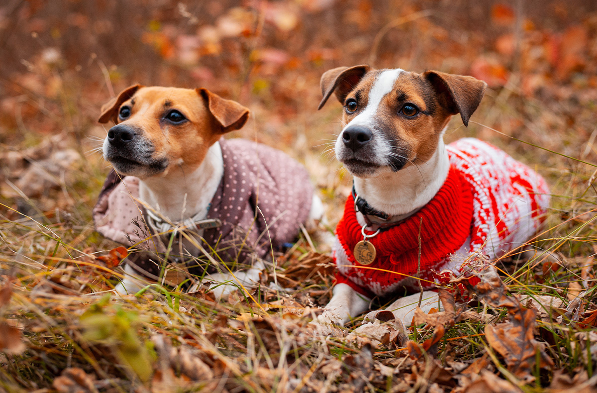 Deux chiens portant des gilets sont allongés.