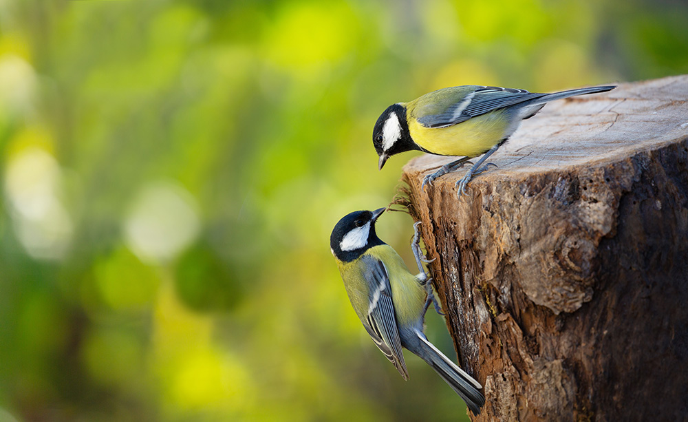 Photo de deux mésanges perchées sur un tronc d'arbre coupé.