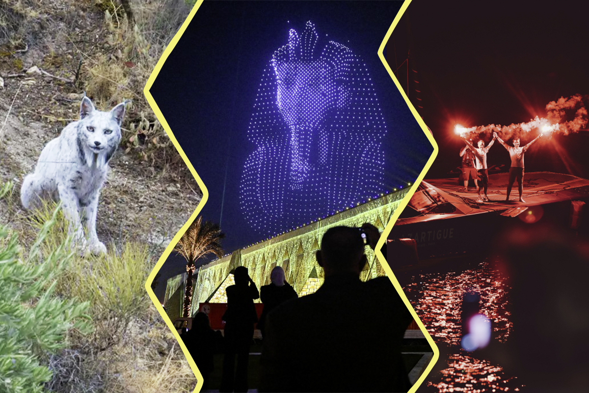 Image constituée de 3 photos. À gauche : le lynx blanc. Au centre: l'inauguration du grand musée du Caire avec le masque de Toutankhamon en drones lumineux. À droite : les navigateurs arrivant sur leur bateau.