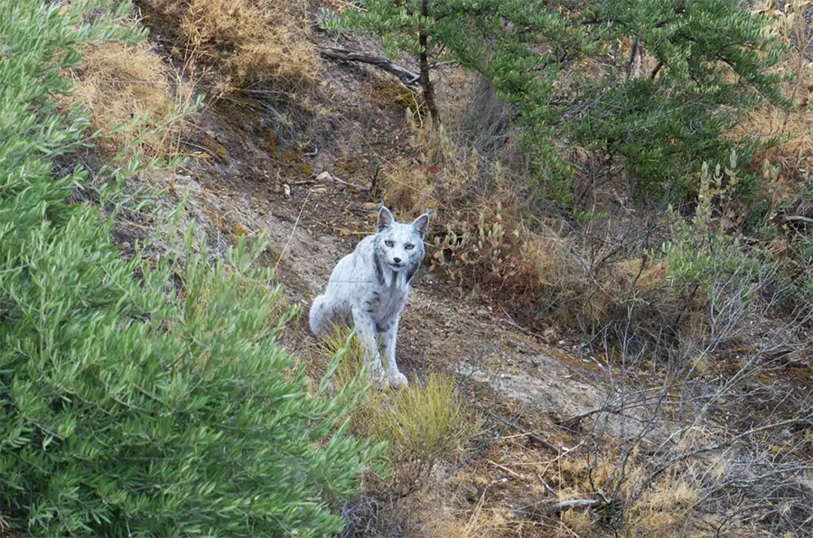 photo de lYnx blanc dans la nature