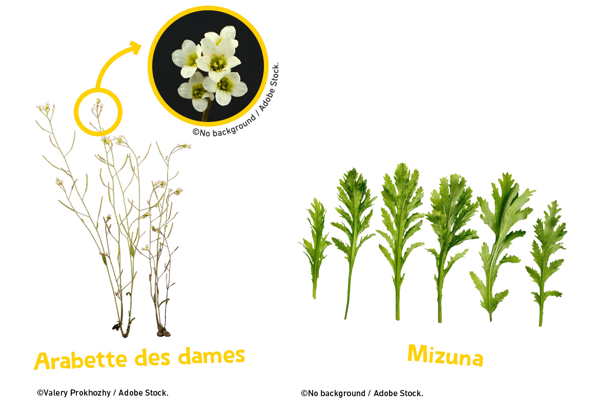 photo des plantes qui vont être étudiées dans l'ISS : l'arabette des dames et la Mizuna